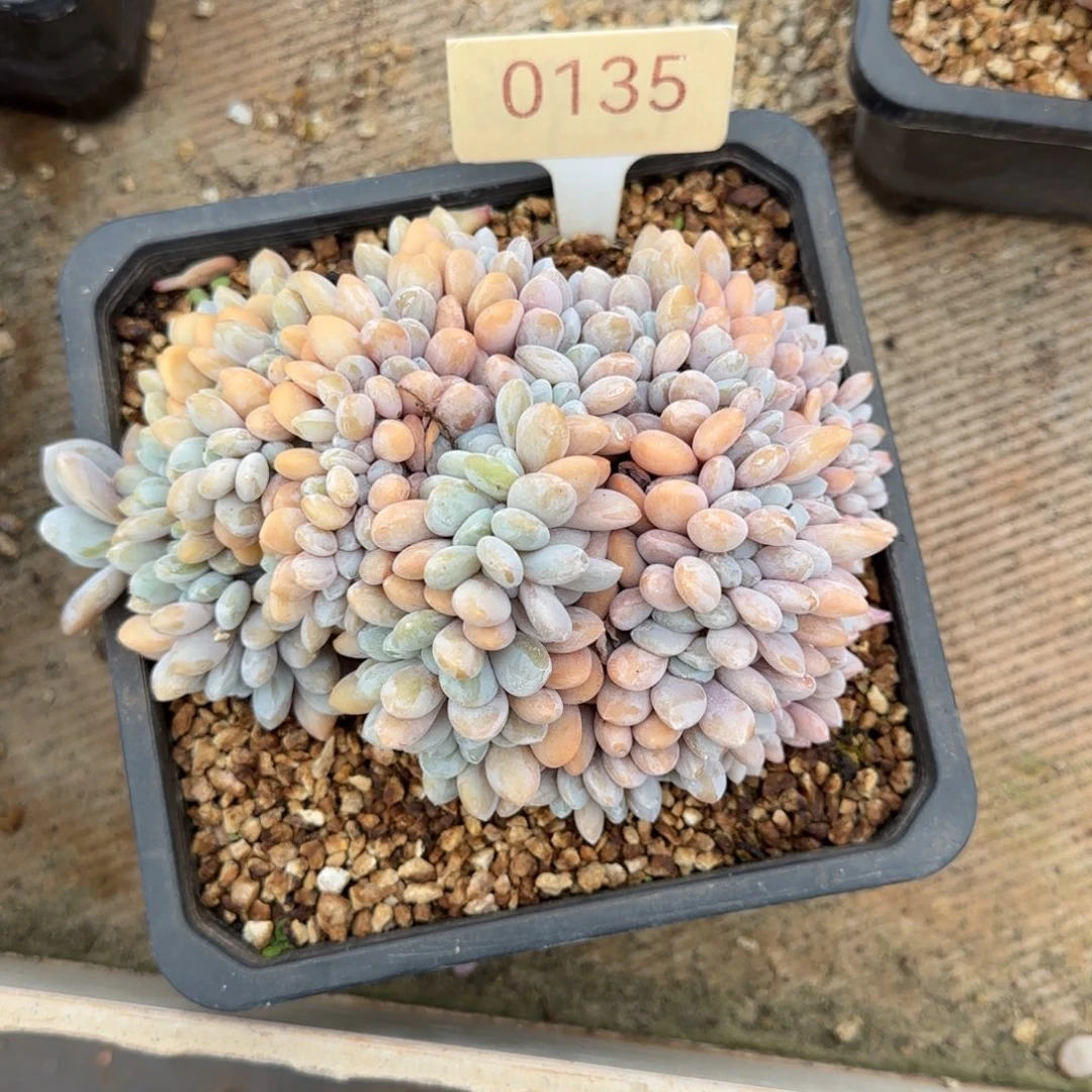 ****乔0135。     粉兔缀