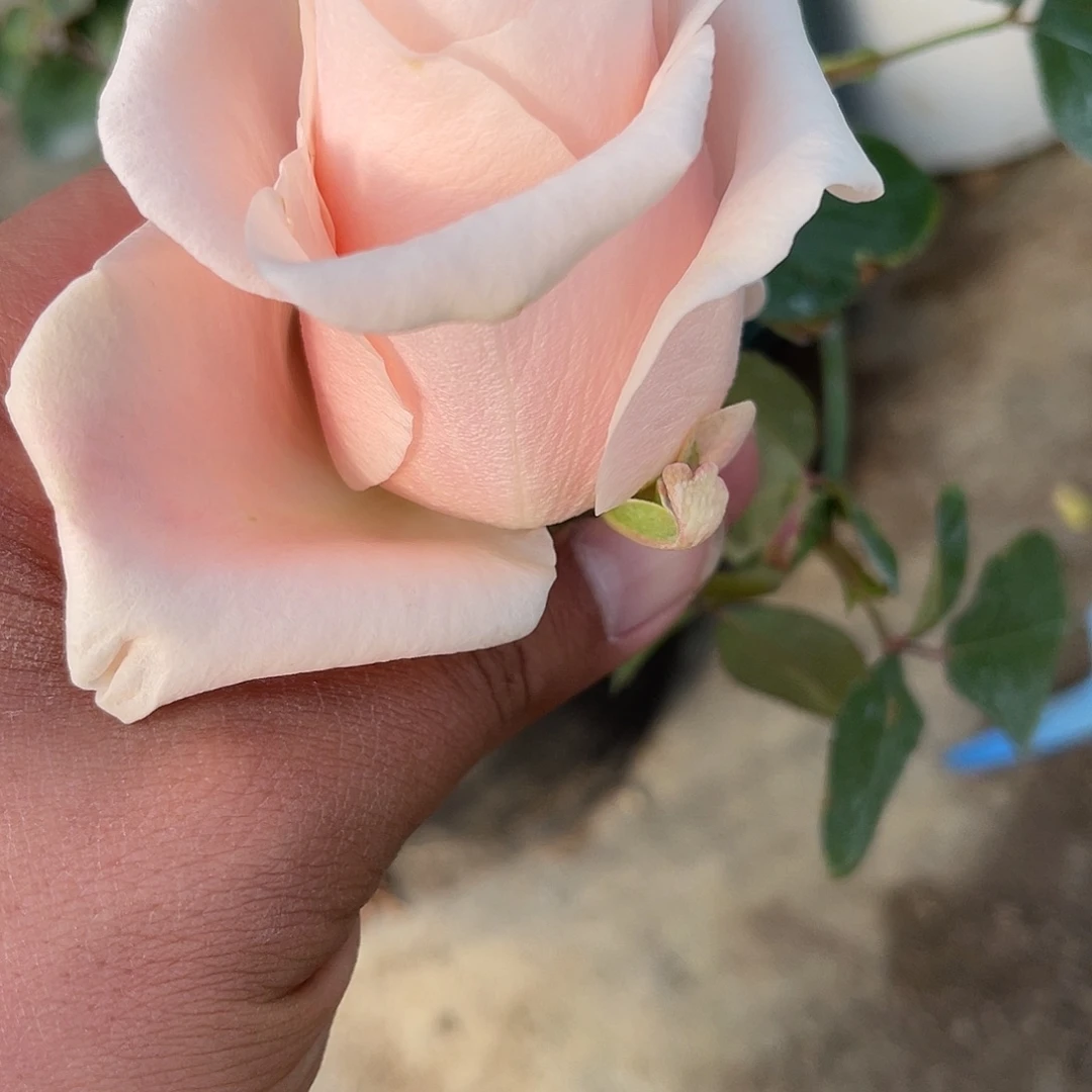 无花朵———-麦当娜 大苗