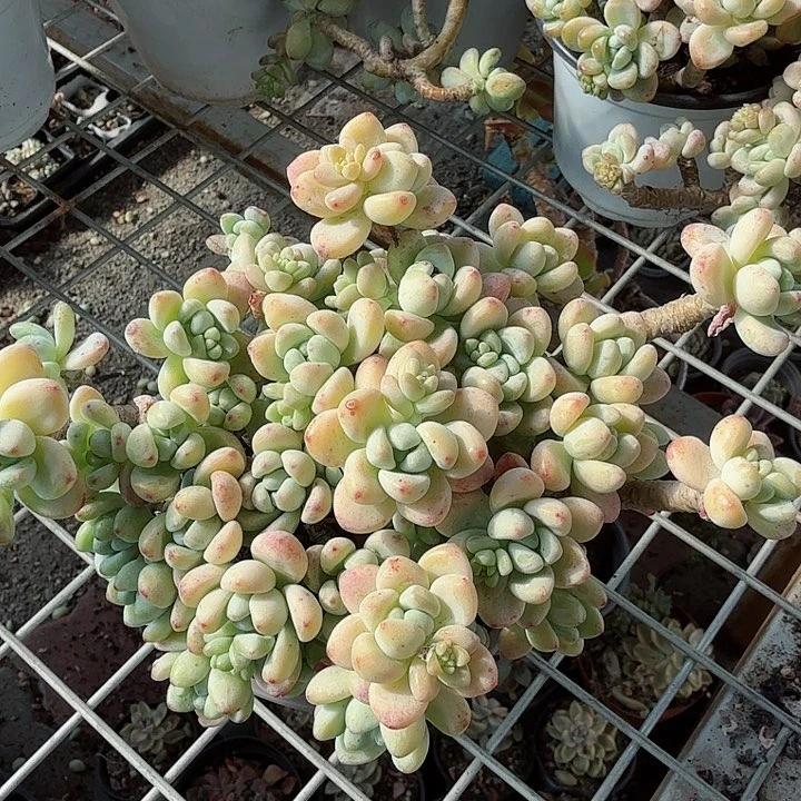 香味劳尔多肉植物