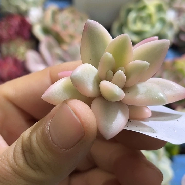 710正版蜜桃波波腹轮锦无根可嫁接