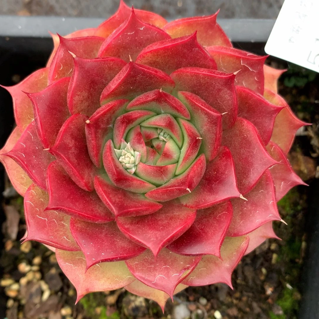 5189杂交多肉老桩