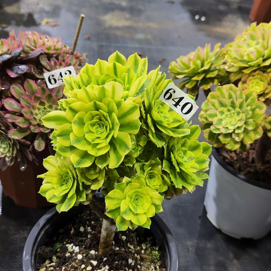 00000640金丝翡翠多肉法师