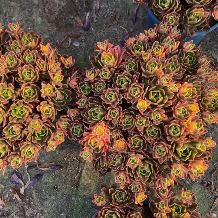 甜茶一组三颗多肉植物