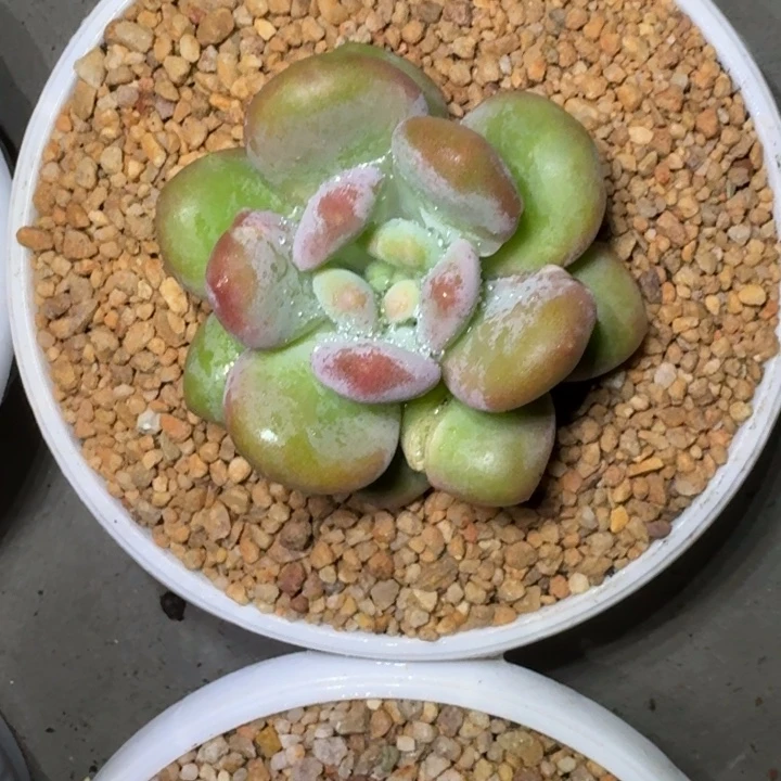 X系列美人新品 一物一拍