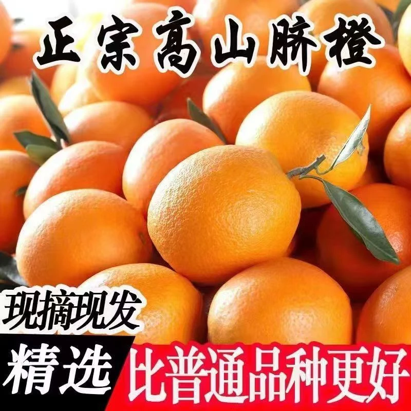 正宗高山脐橙新鲜现摘应季水果香甜多汁产地直发非赣南脐橙Y
