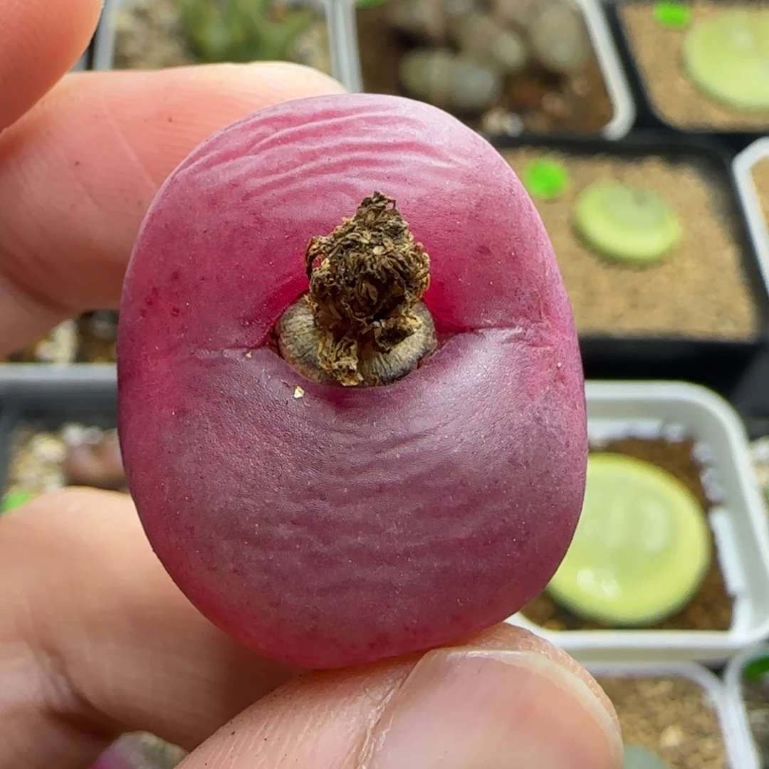 漂漂亮亮多肉植物465