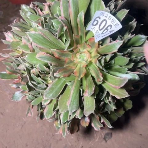 光辉多肉植物法师6061