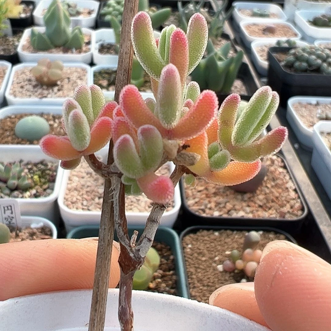 老桩 红叶枝干番杏