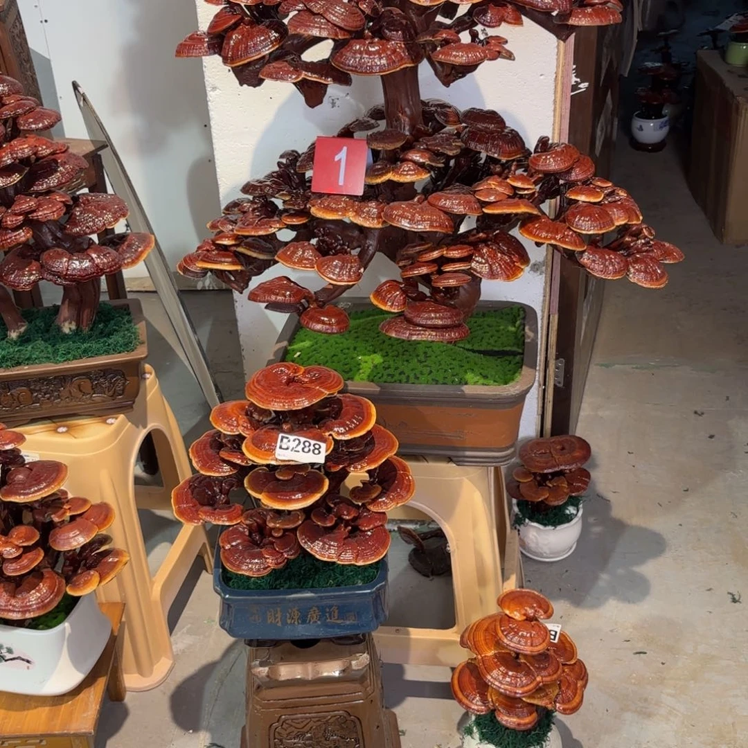 清***晨绿植888888兔兔兔88888888