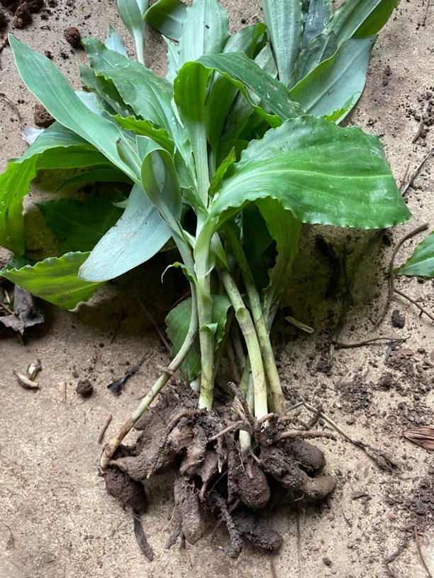 整株云南双肾草中约材绿植盆栽包邮阳台观赏