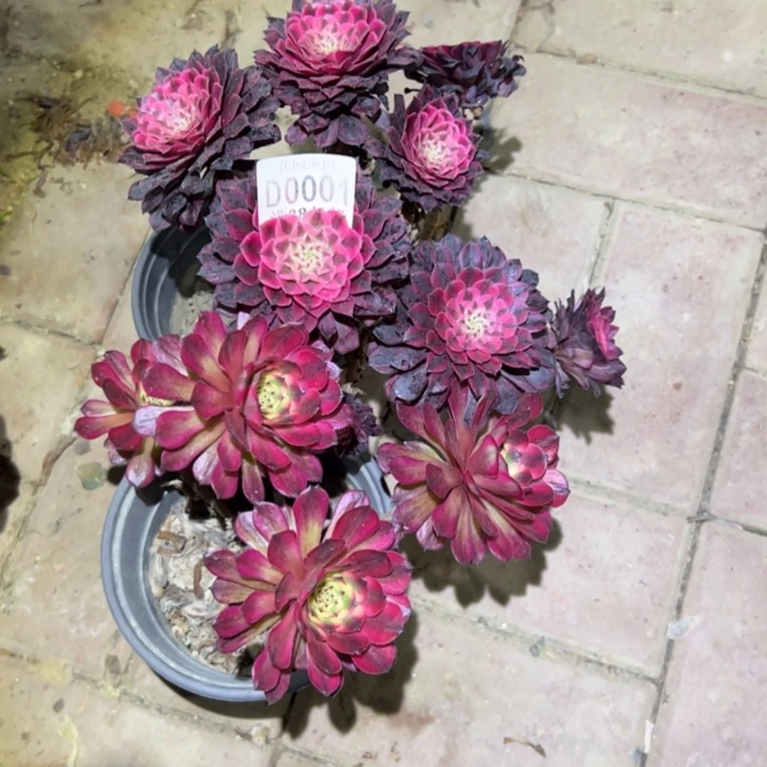 【闪购商品】001黑铜白月蝉多肉