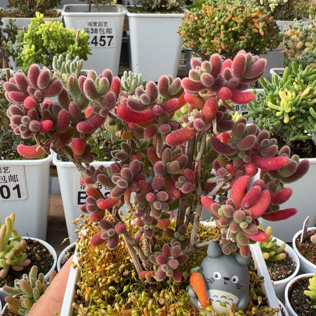 18-931枝干番杏多肉红叶优选老桩