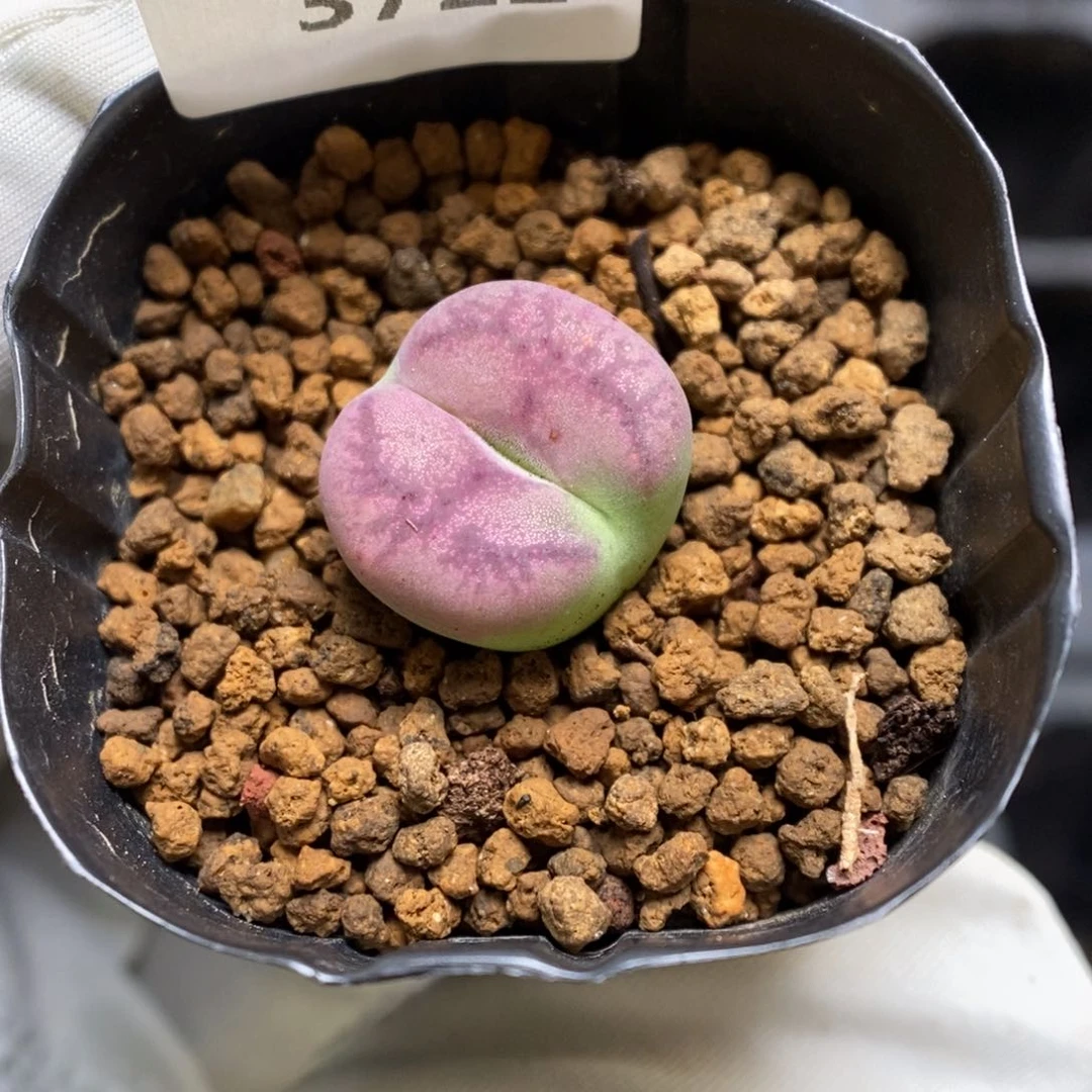 多肉植物肉锥杂交K-3722
