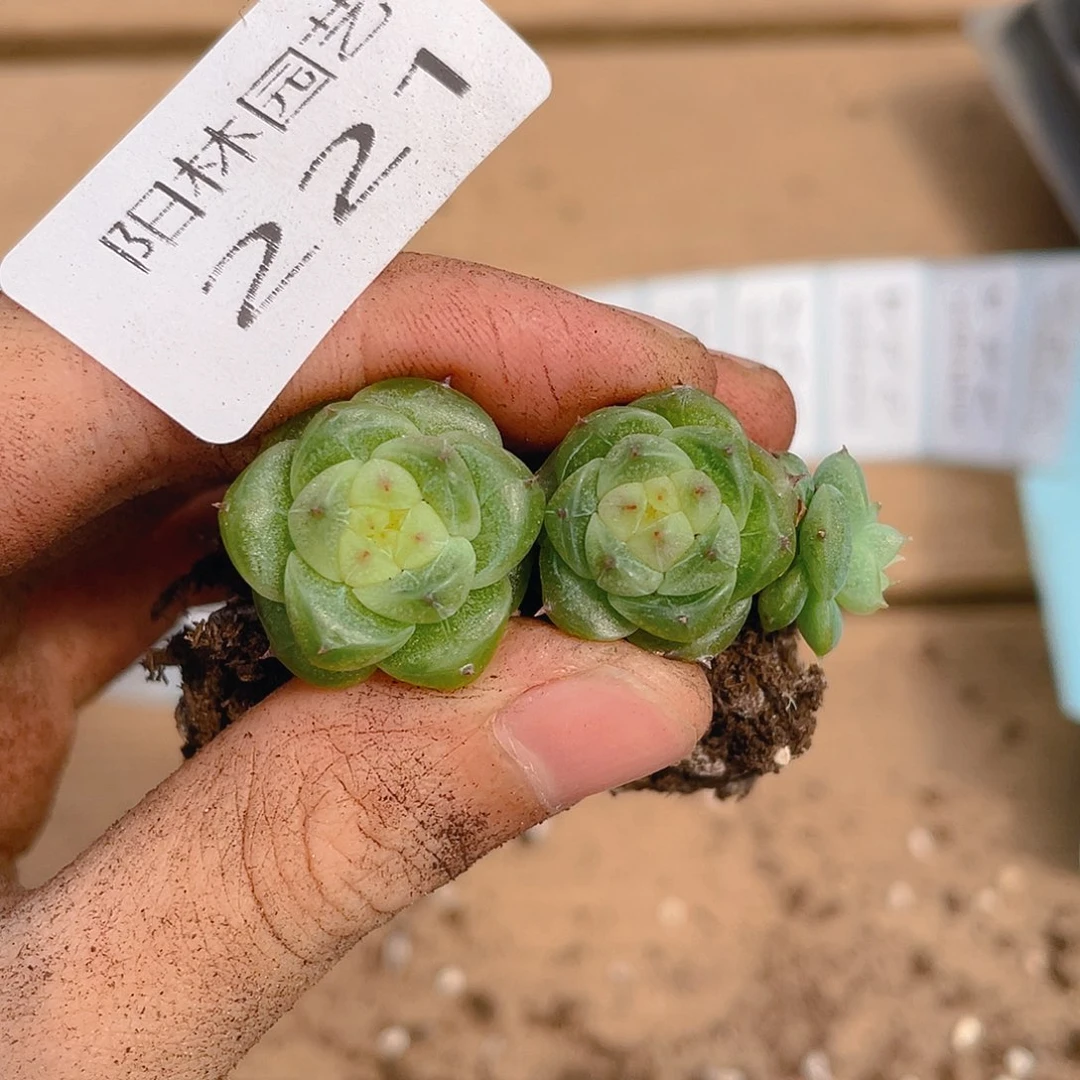多肉植物多肉植物221