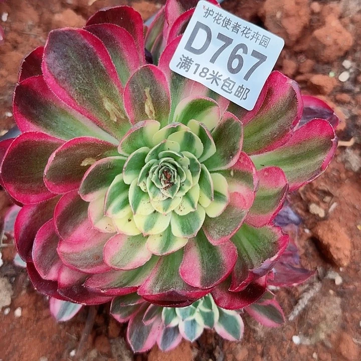 多肉法师淘宝福利