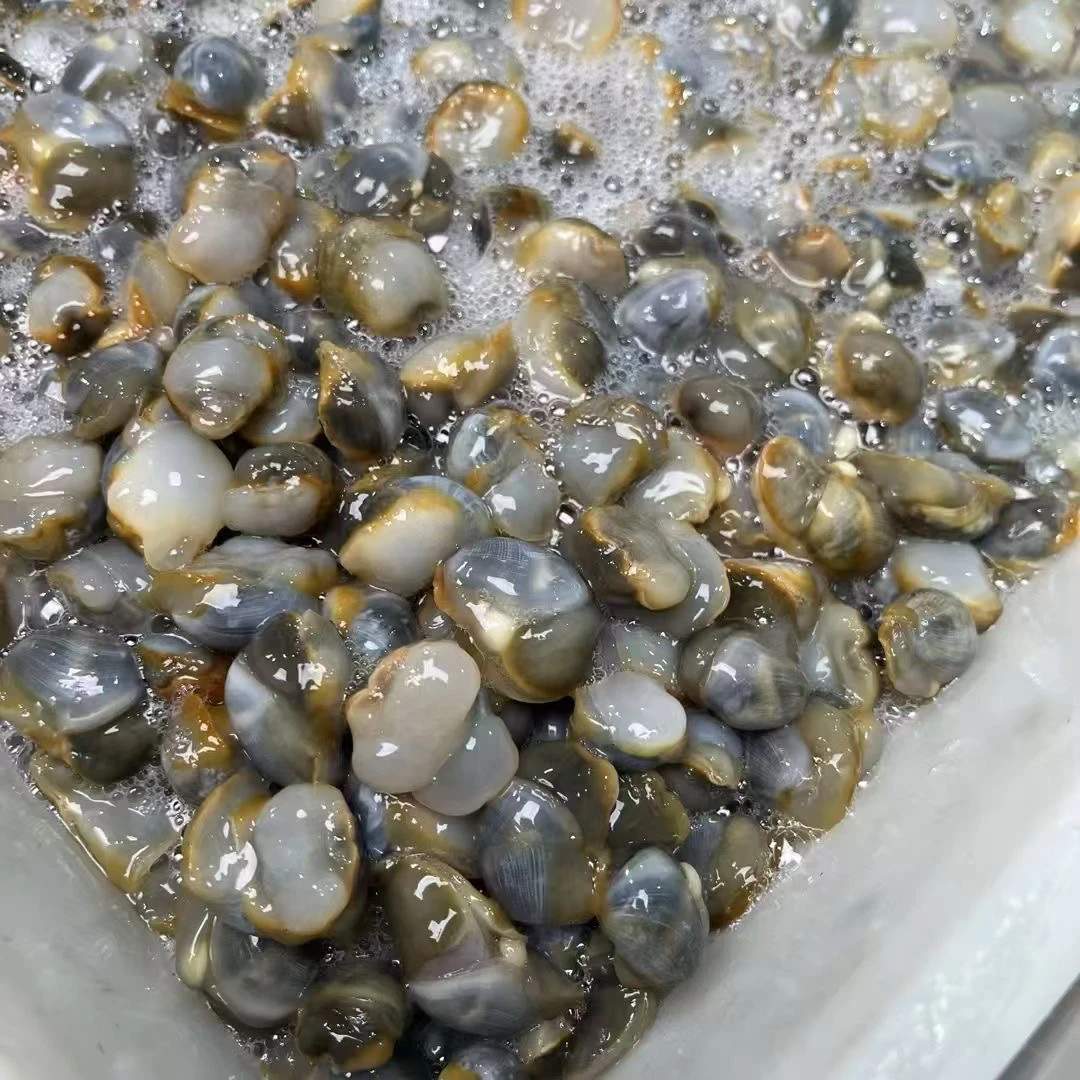 正宗启东吕四新鲜黄泥螺可鲜发可腌制江浙沪皖顺丰包邮