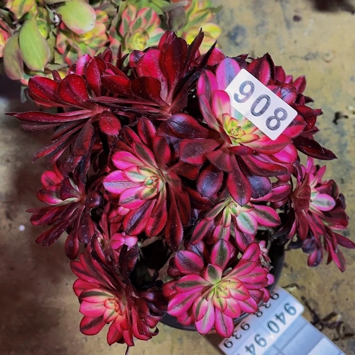 908香奈儿多肉植物处理不售后砍头