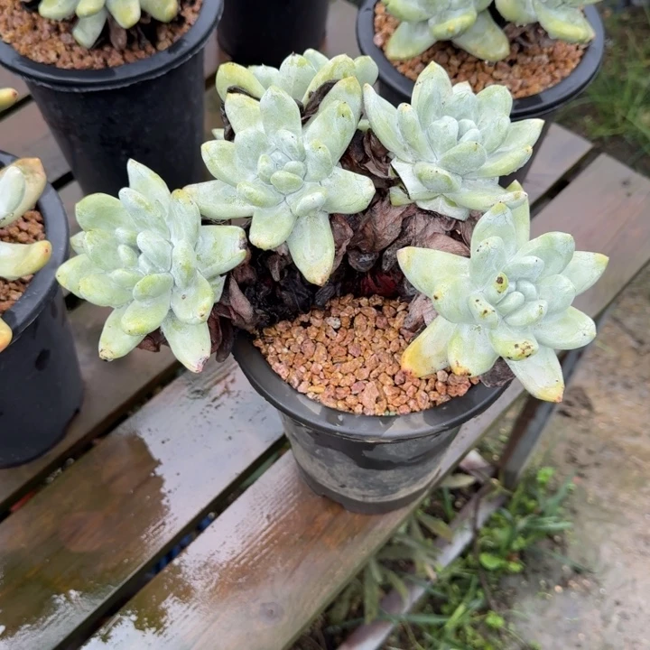 A***g拇指仙女杯多肉植物