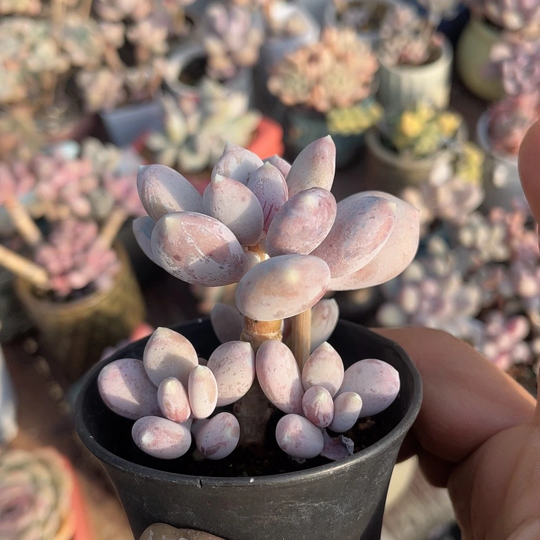 稻田姬 脱土发货6口盆