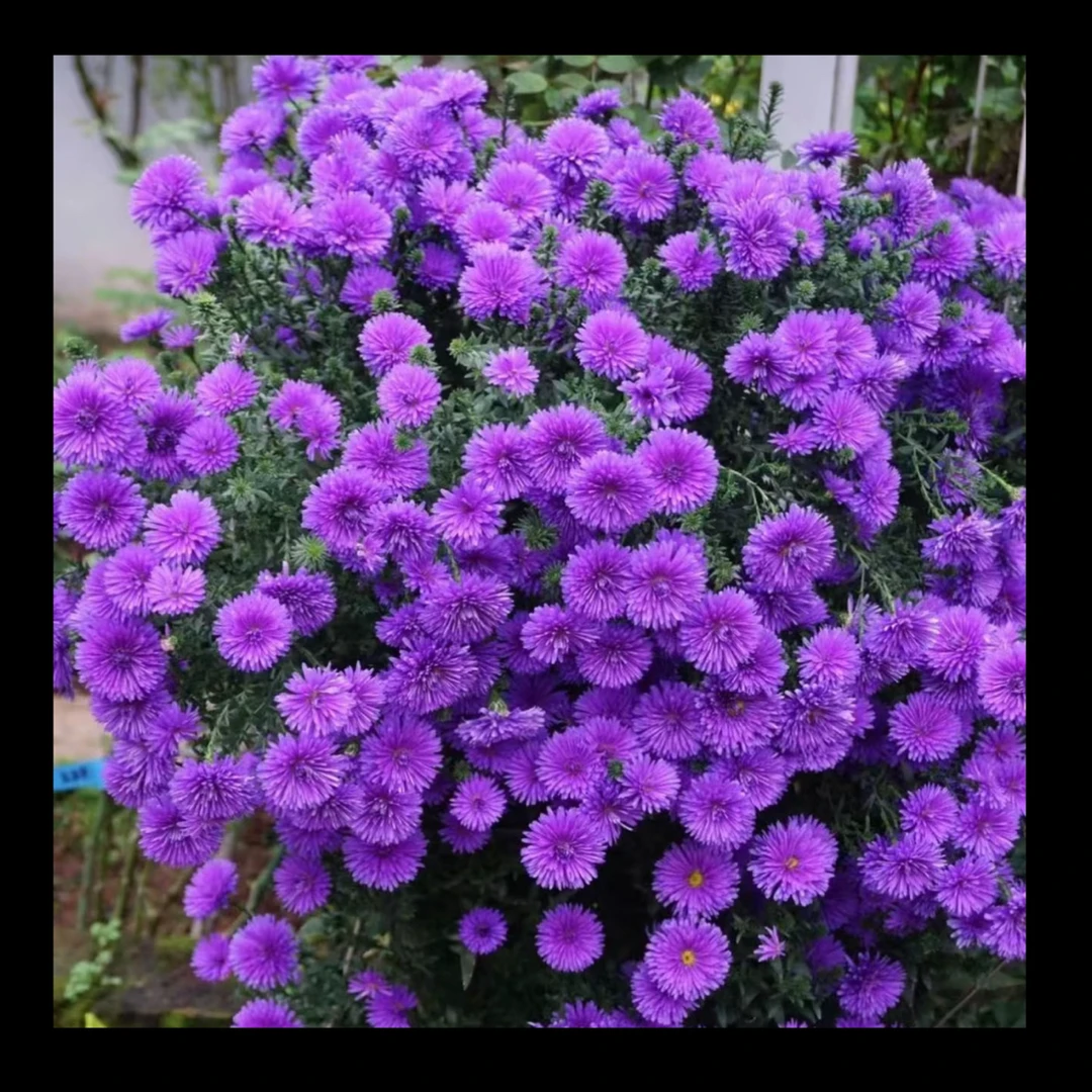 翠菊盆栽耐热耐寒多年生四季开花庭院阳台绿植花卉