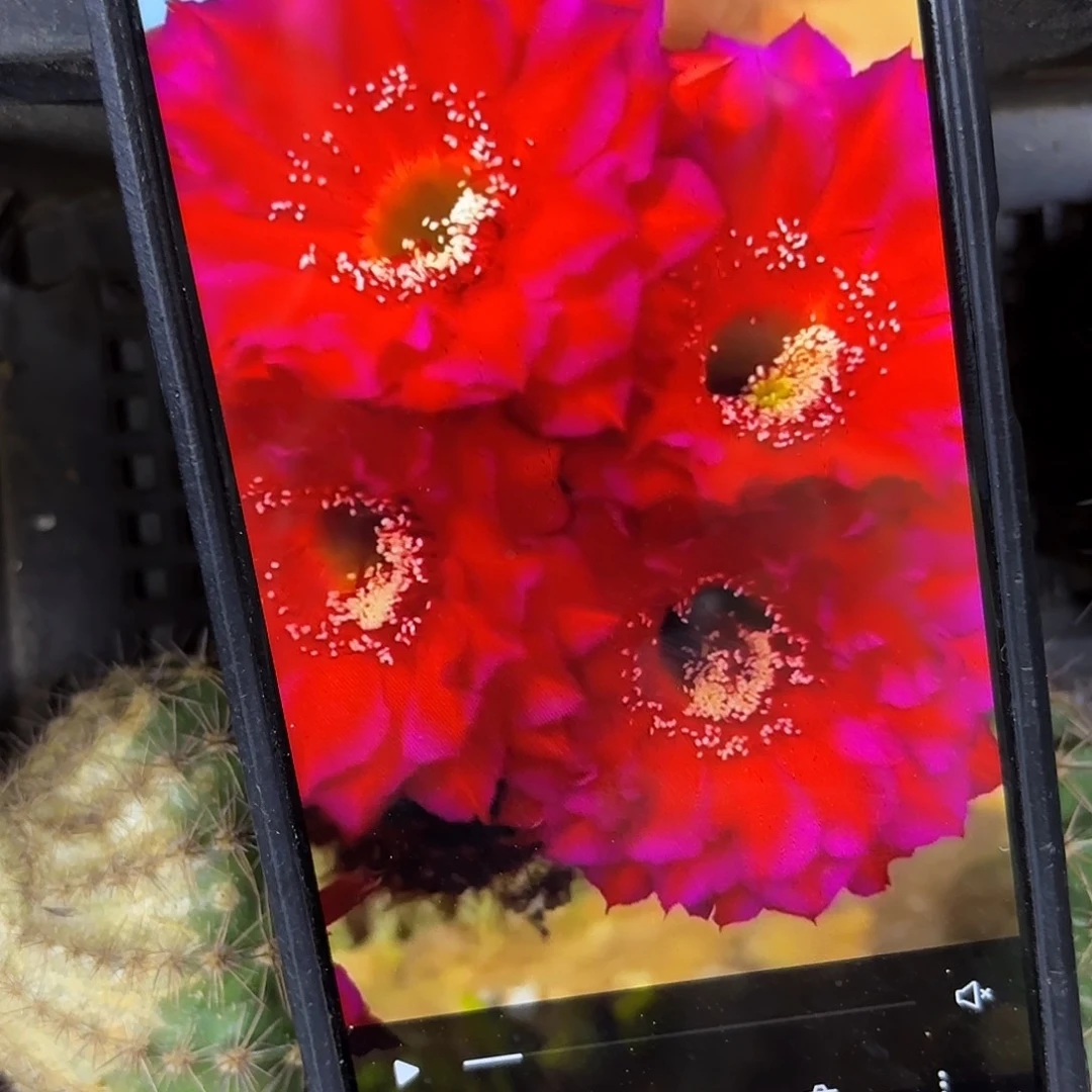 闪耀彩侧牙20包邮仙人球12