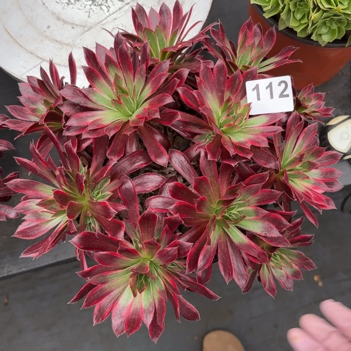 多肉植物孔雀112号