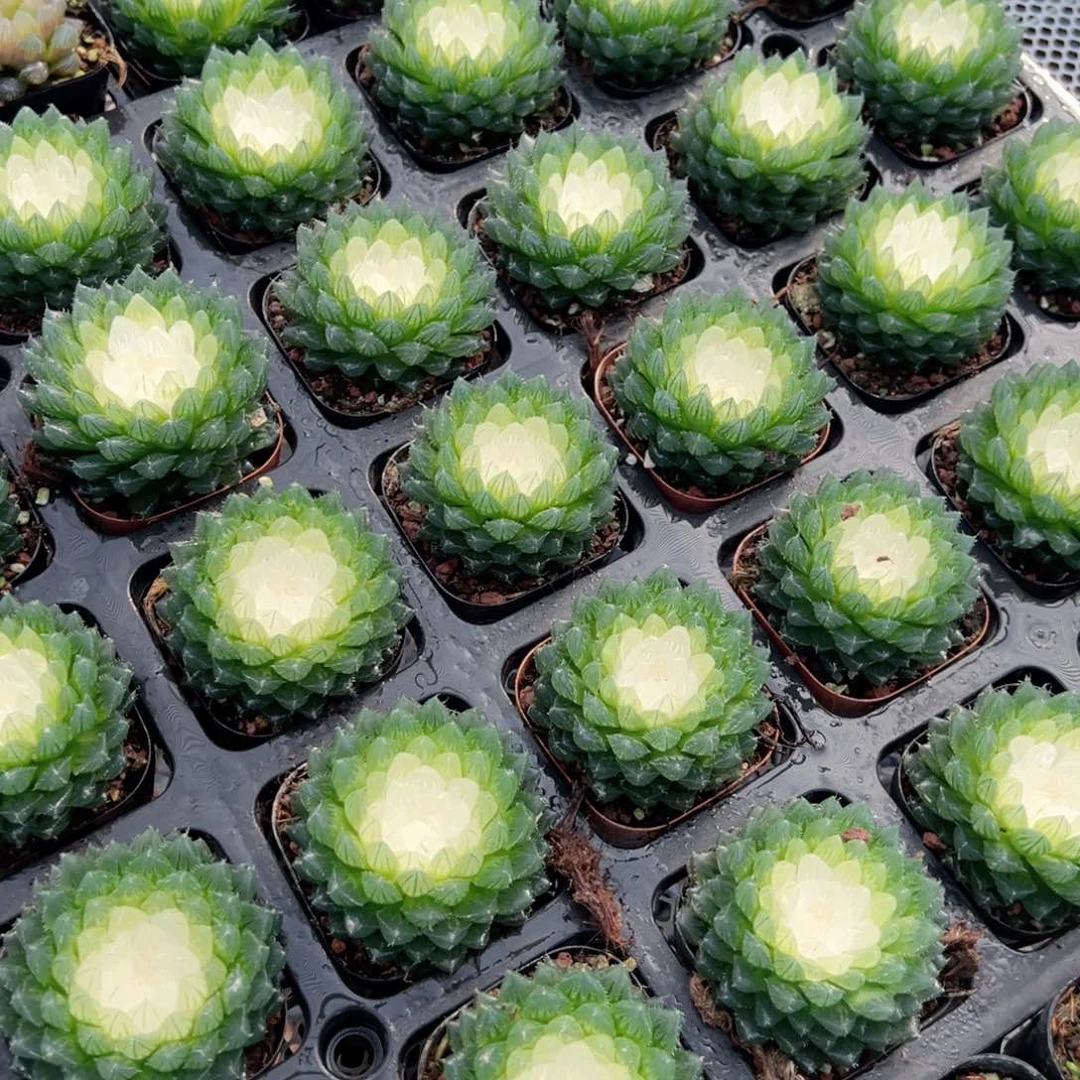 宝莲灯玉露多肉植物一颗