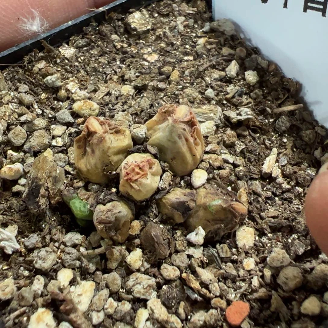 22-76肉锥多肉植物，