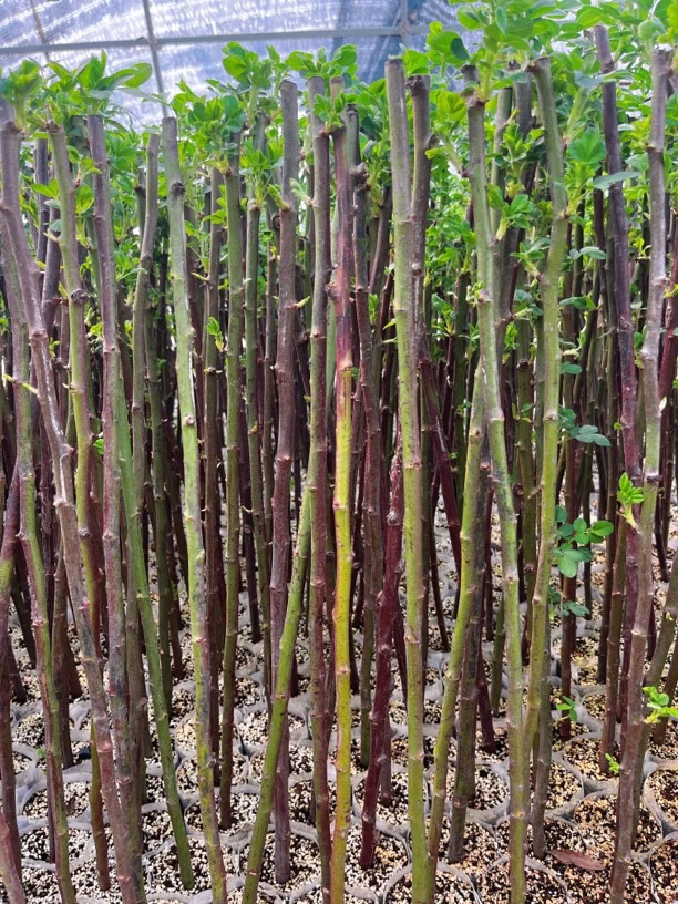 蔷薇花杆月季嫁接砧木小棒棒糖杆高40公分（10颗起卖）