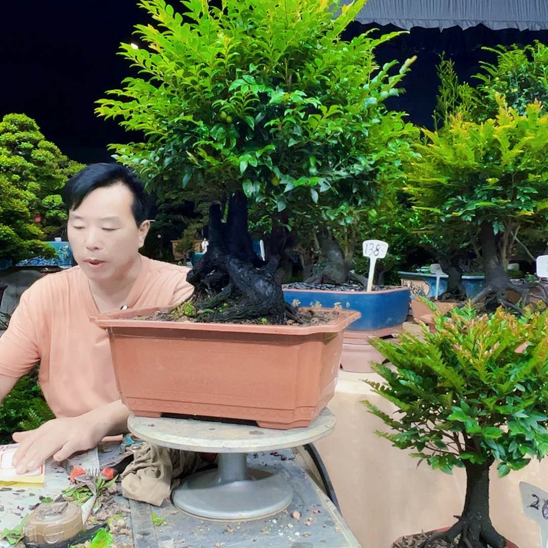 当前无花朵，栽培后可花朵用****5