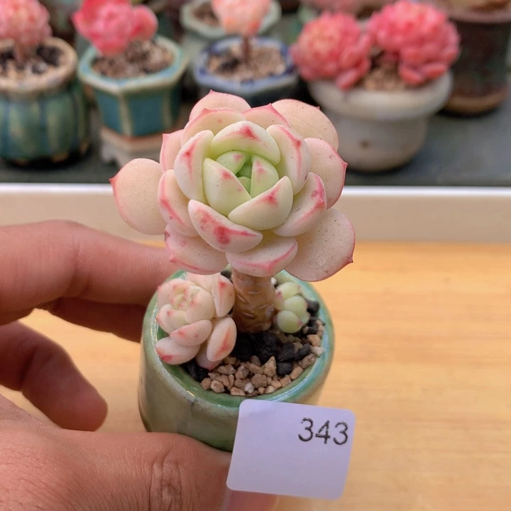 一物一拍满38包邮 343