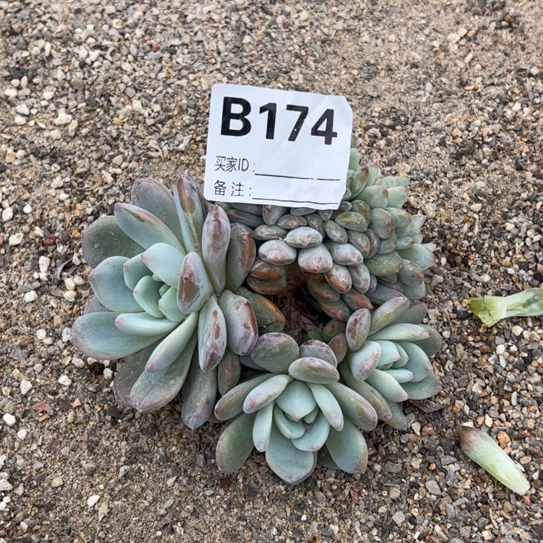 天***云b174一字胸花可能会掉