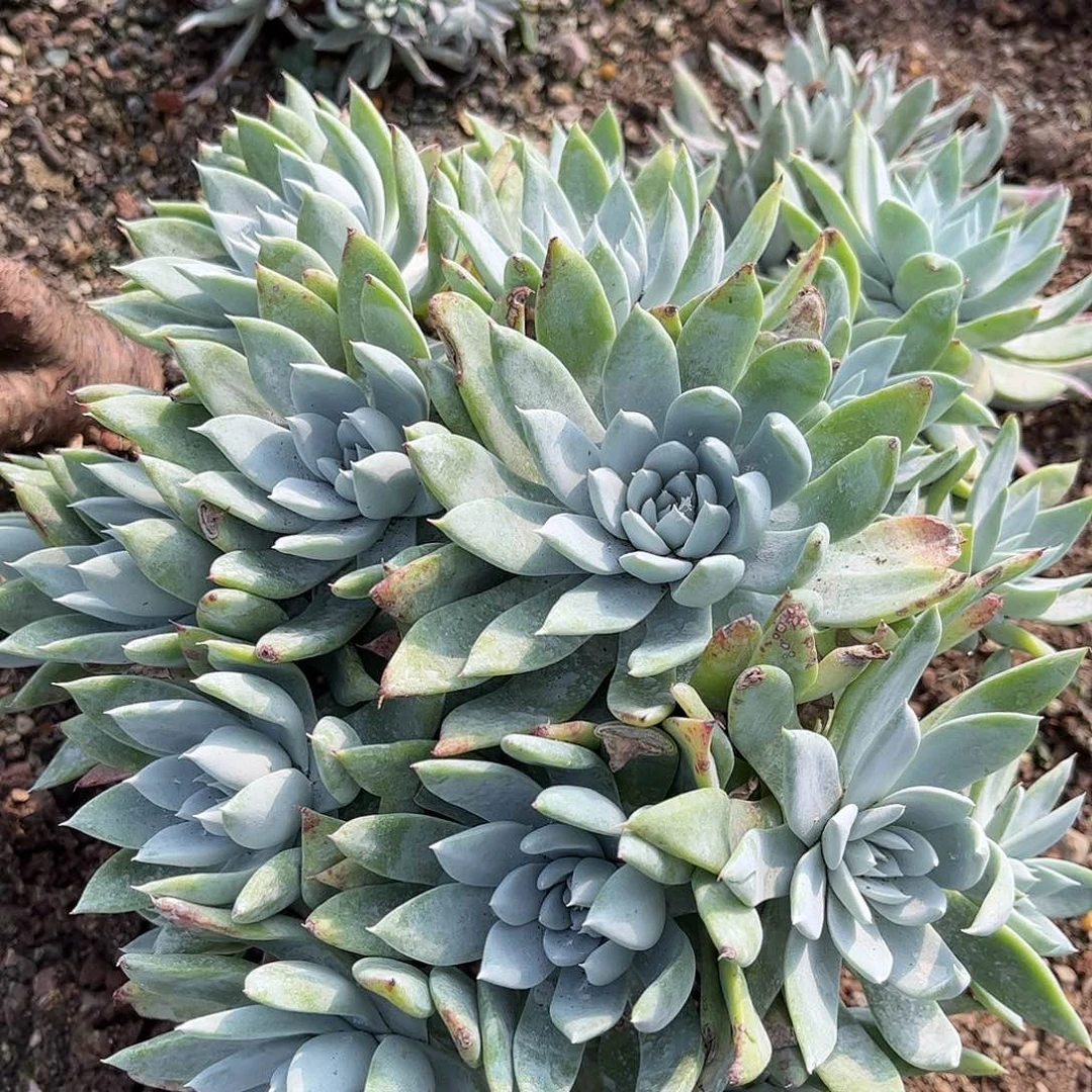 梦*8032白衣圣徒仙女杯多肉瑕疵