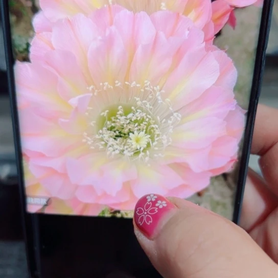 下10彩草爱德华歪无根侧芽4公分左右20包邮