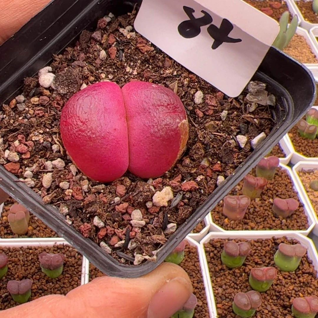 6.1大灯泡多肉植物84