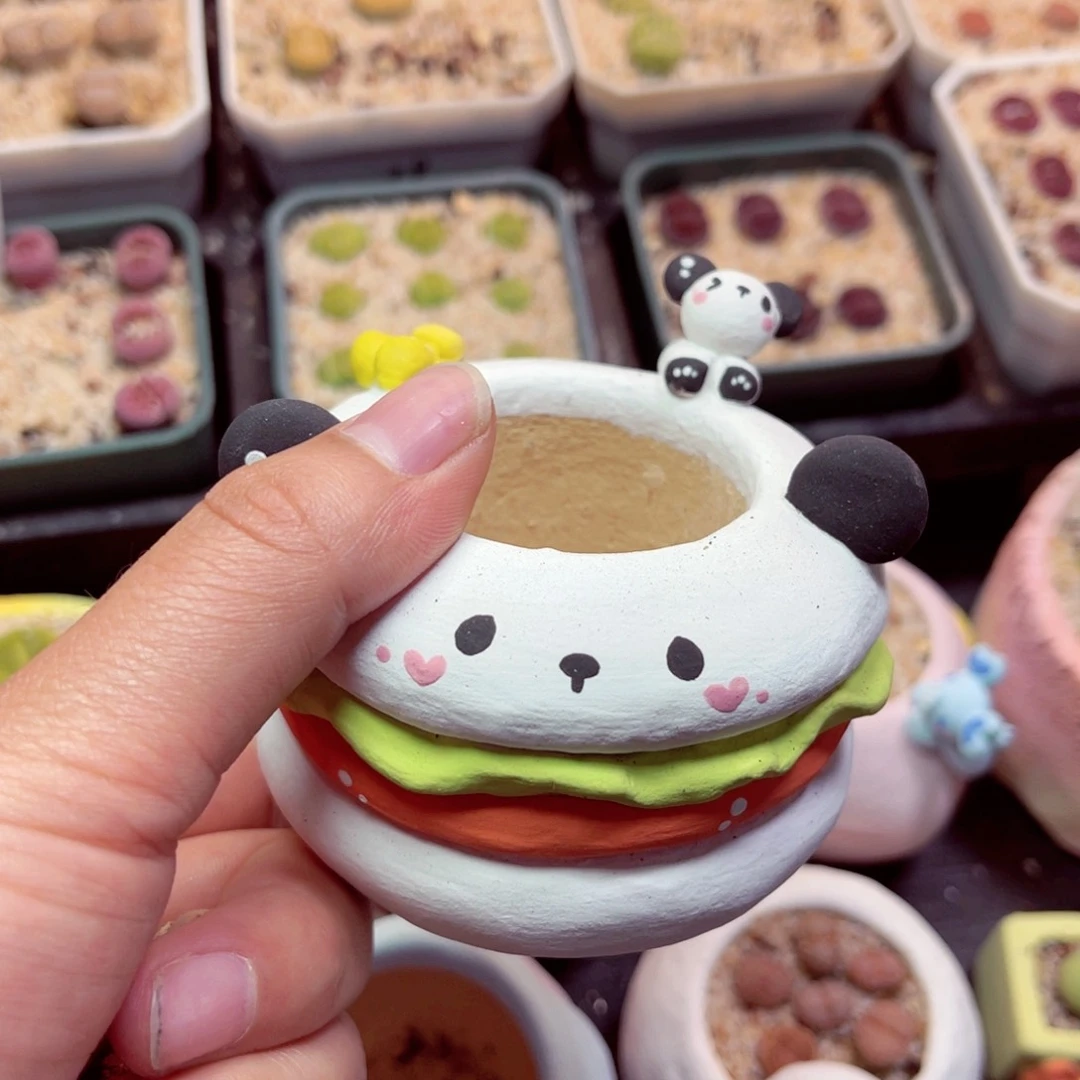 Y*65号带盆包邮发货