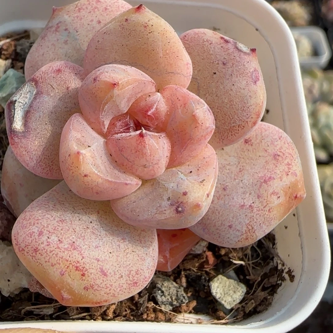 多肉小卡拉米糖心一物一拍