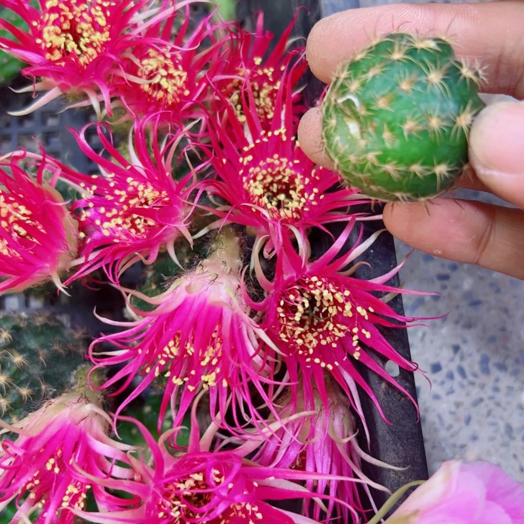 下7丽花红召合歪无根侧芽3公分左右20包邮