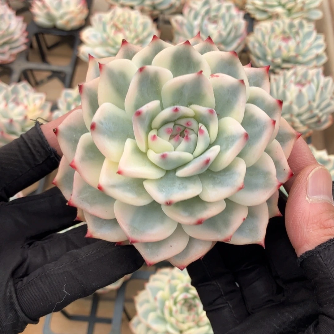 吉娃娃锦一物一拍