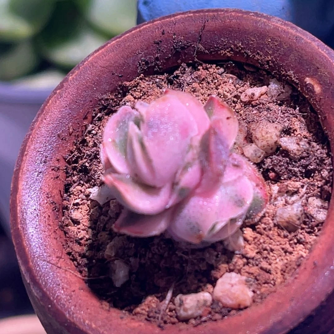 多肉特价龙宫城锦