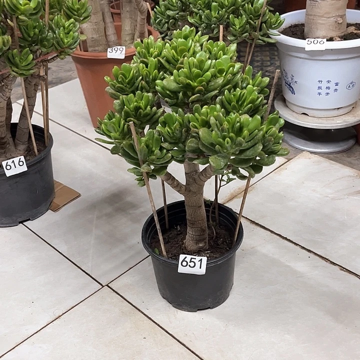 招财猫花月独杆老桩