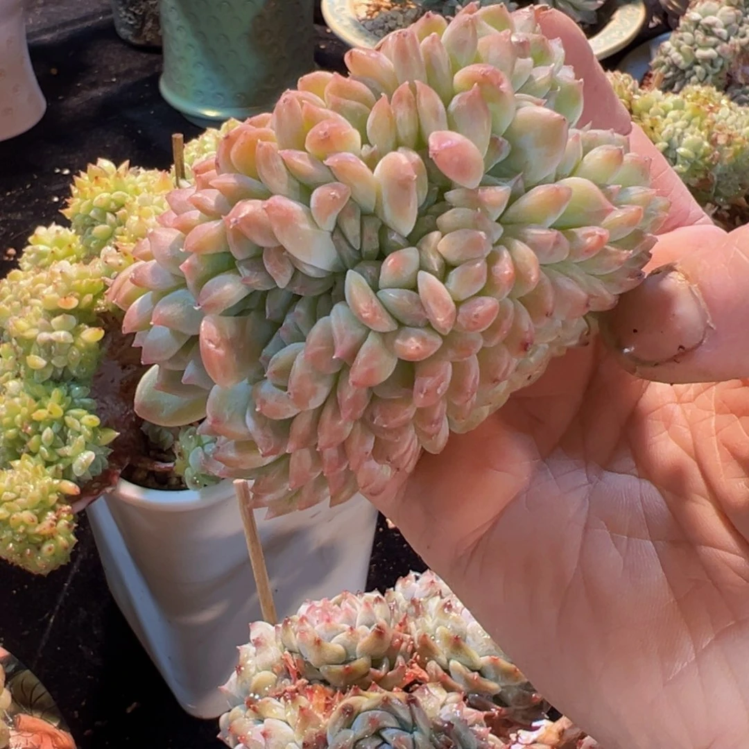 没**2新年快乐啊宝宝们88888