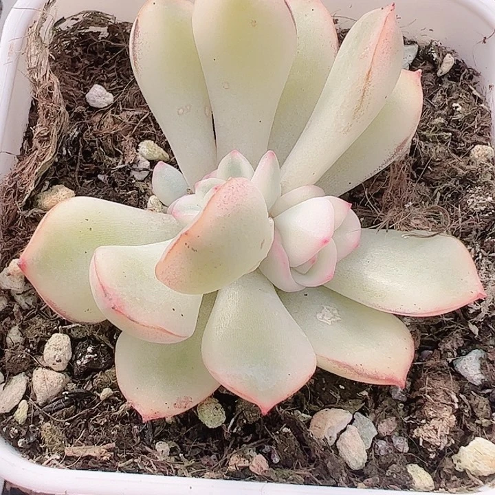 手****。多肉植物多肉植物