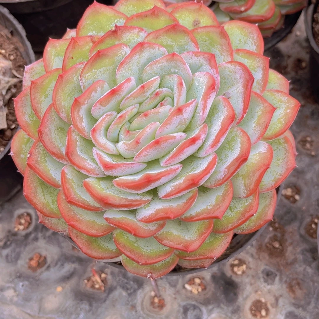 香提卡15.5公分8899999999“