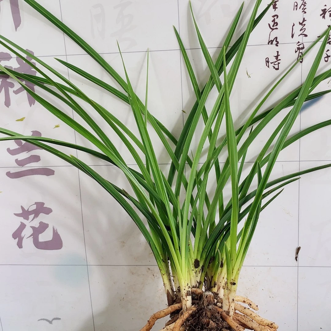 用***2完全开放兰花兰花