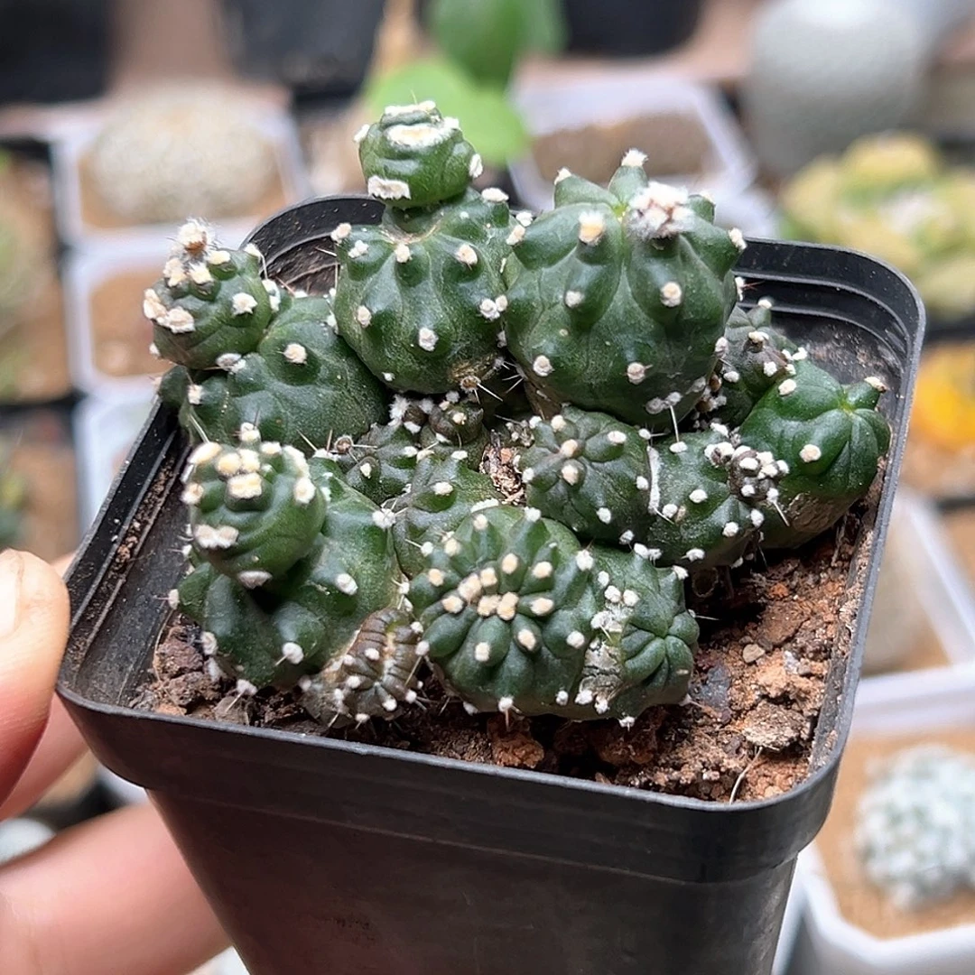 无花朵黄闪玉石化缀化群一颗