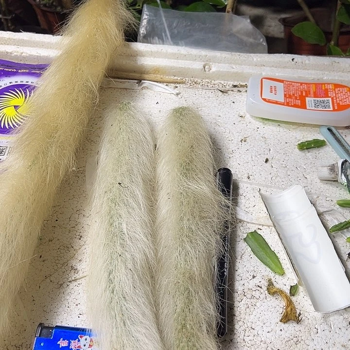 再***行九尾狐枝条两段一份