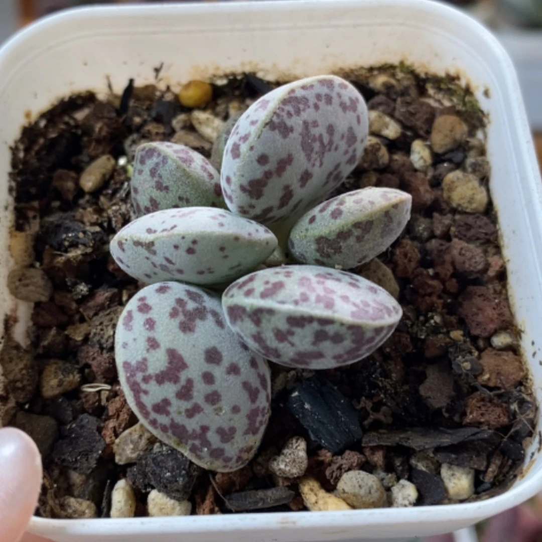 【闪购商品】无花朵花旦