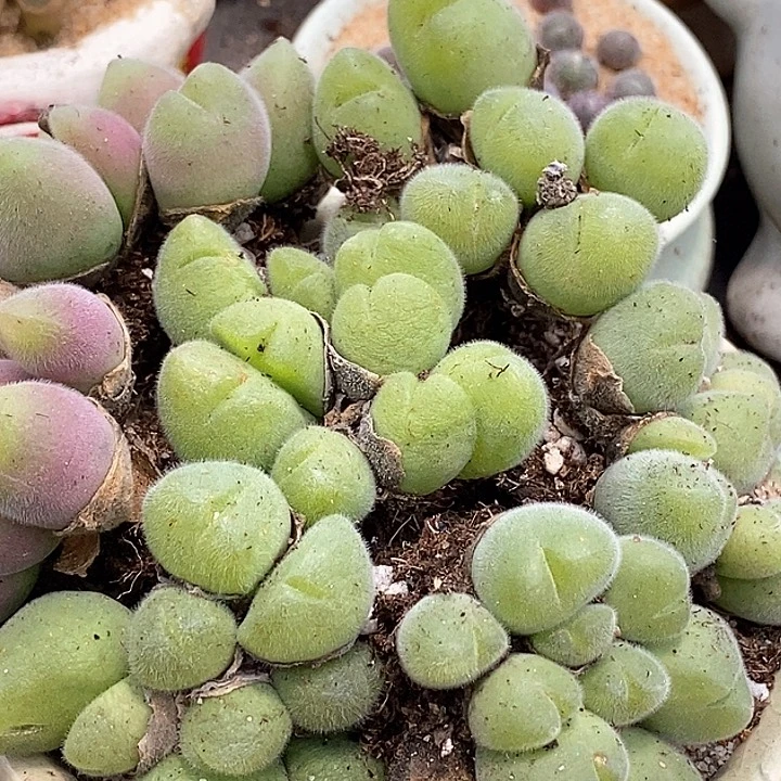 长毛毛翠滴母本一颗