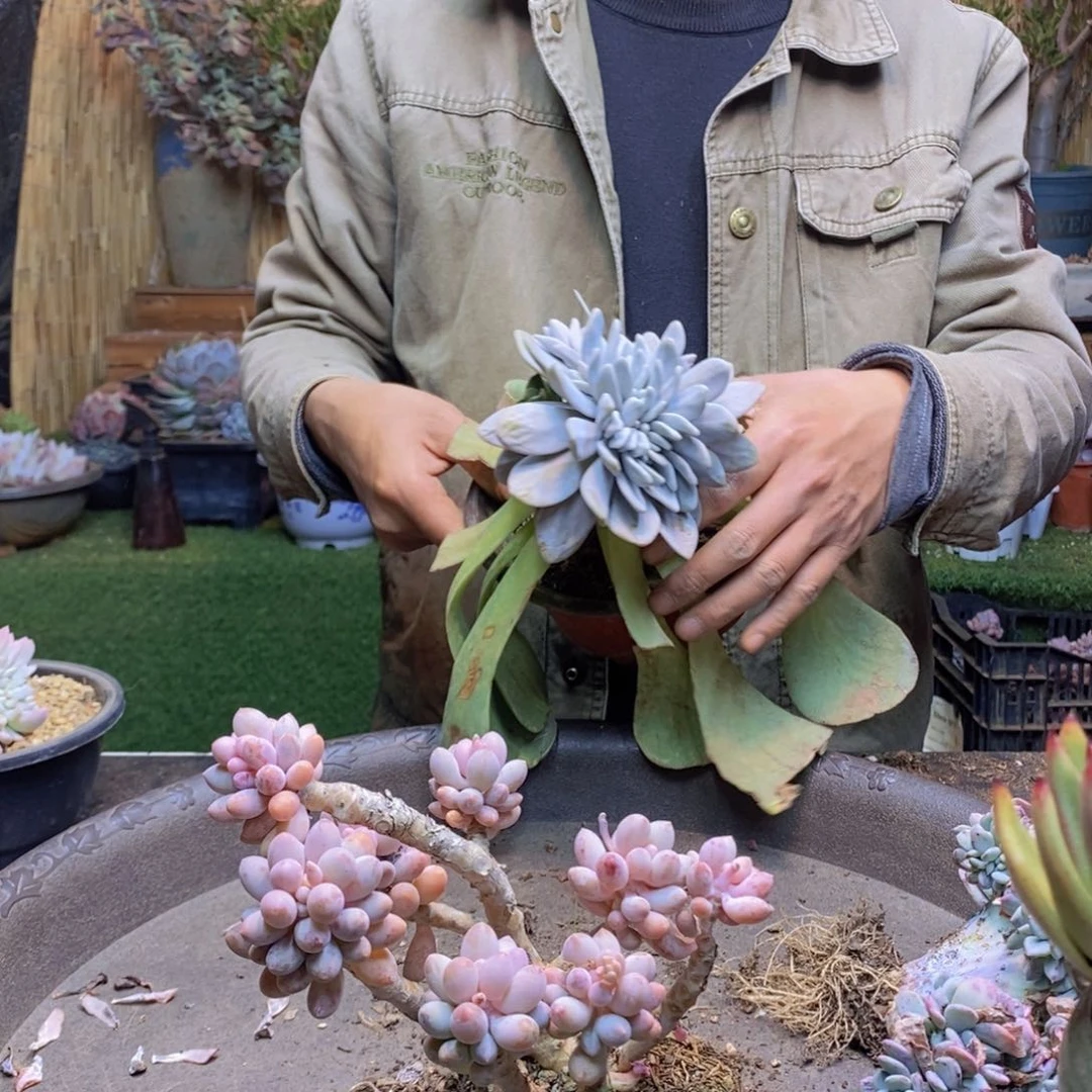 隔**庄244号婴儿手指